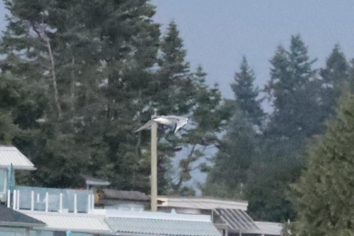 Bonaparte's Gull - ML647909962