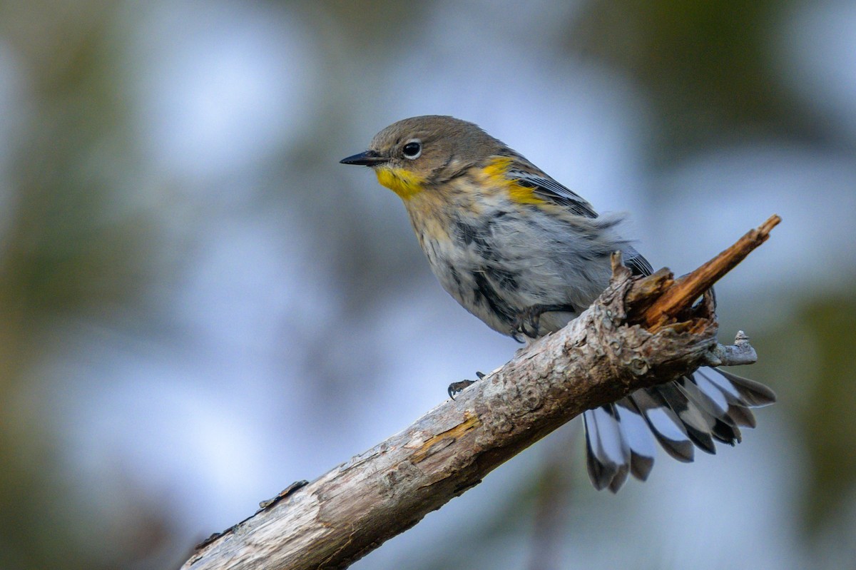 Yellow-rumped Warbler (Audubon's) - ML647909982