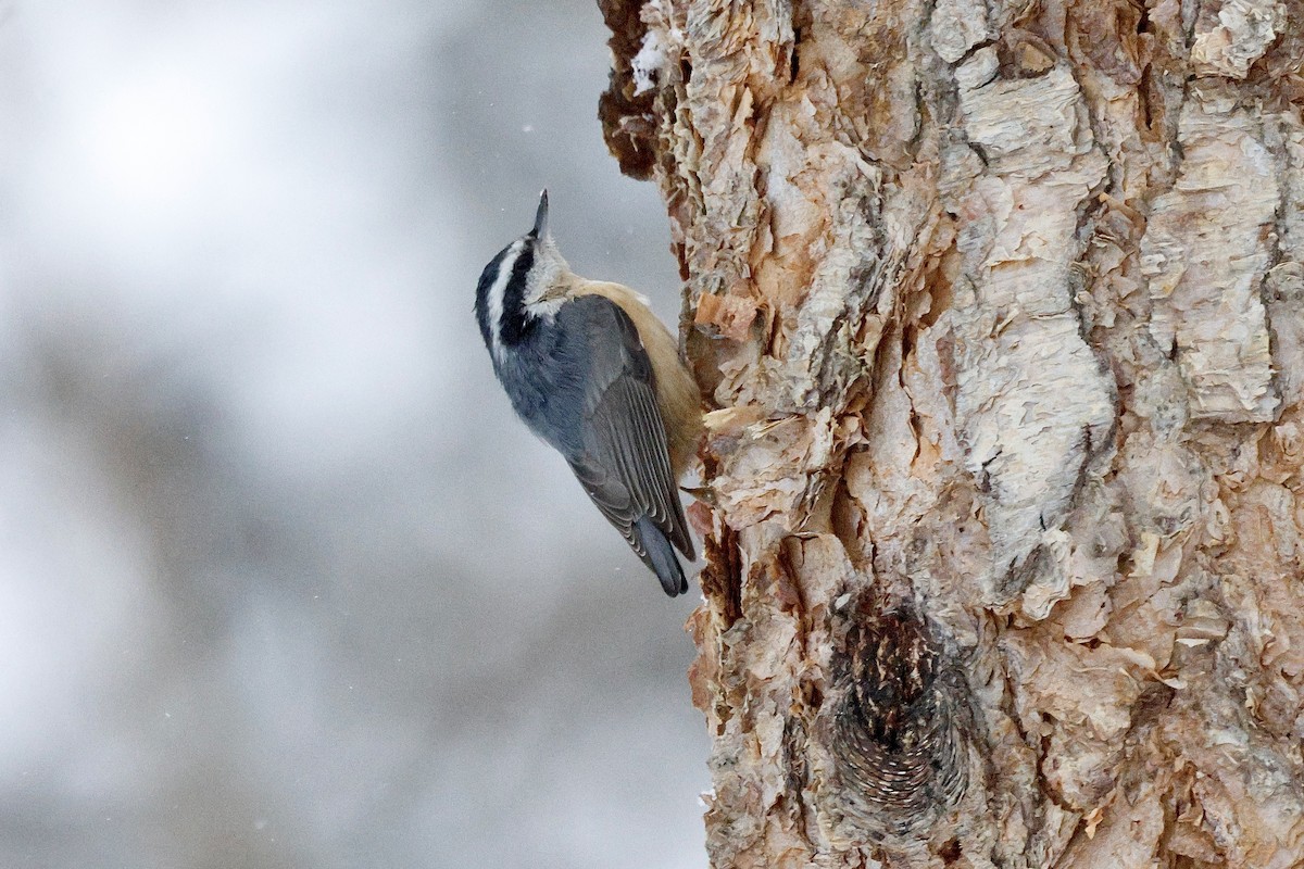 Канадский поползень - ML647910022