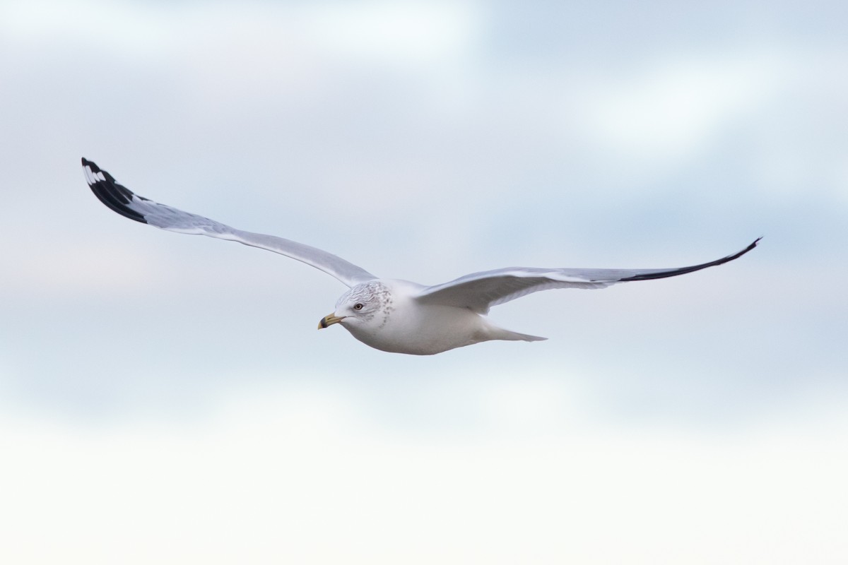 Делавэрская чайка - ML647910027