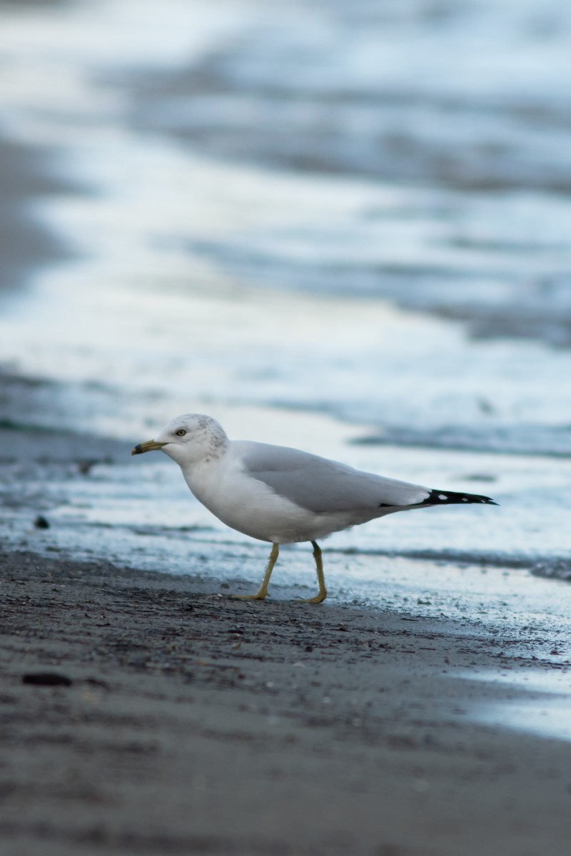 Делавэрская чайка - ML647910028