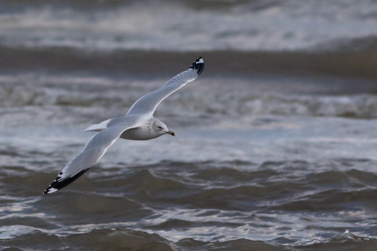 Делавэрская чайка - ML647910029