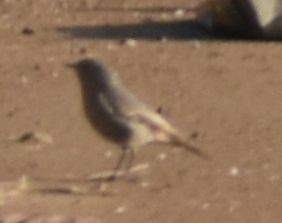 Черная горихвостка - ML647910030