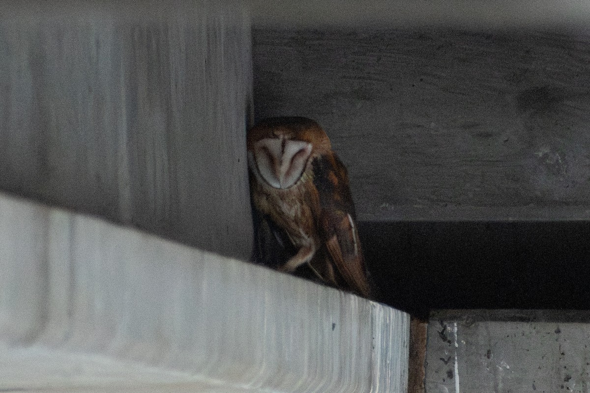 American Barn Owl - ML647910031