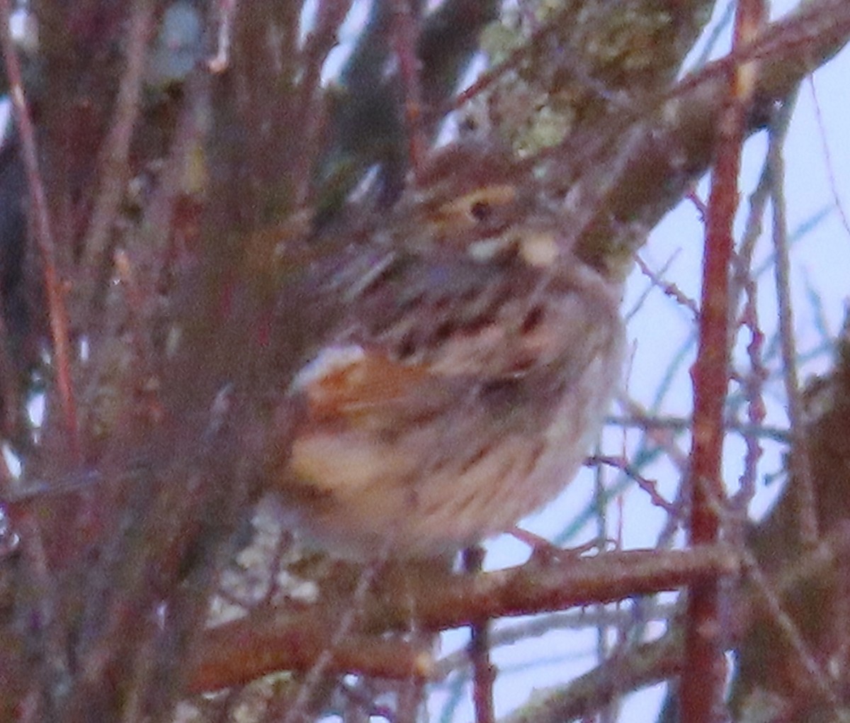 Тростниковая овсянка - ML647910034