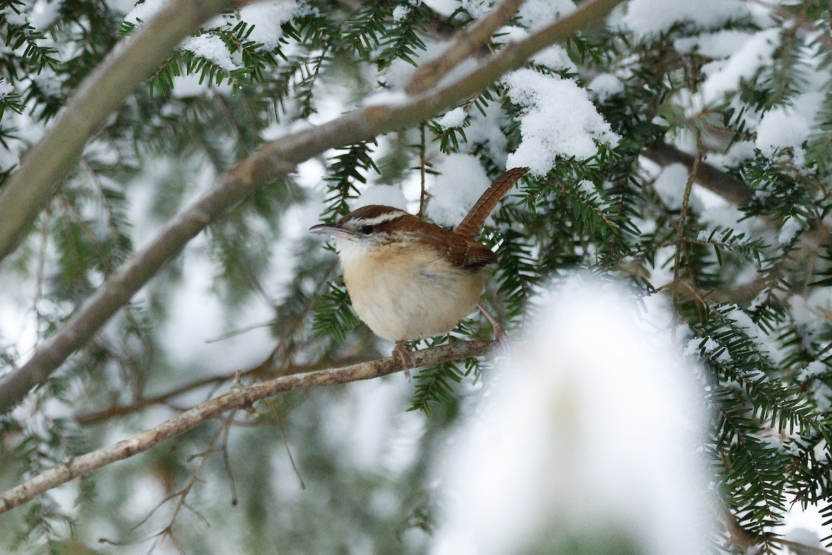 Каролинский крапивник - ML647910035