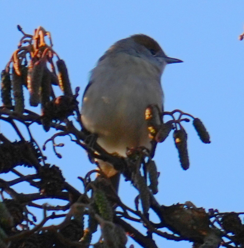 Черноголовая славка - ML647910036