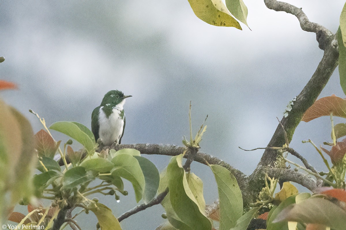 Белобрюхая кукушка - ML647910039