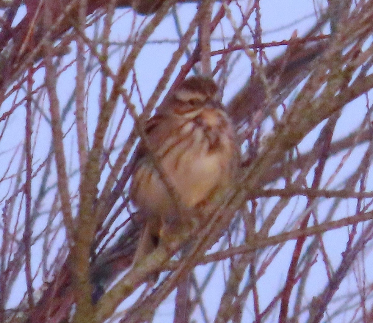 Тростниковая овсянка - ML647910041