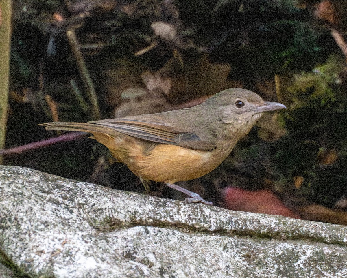 Little Shrikethrush - ML647910042