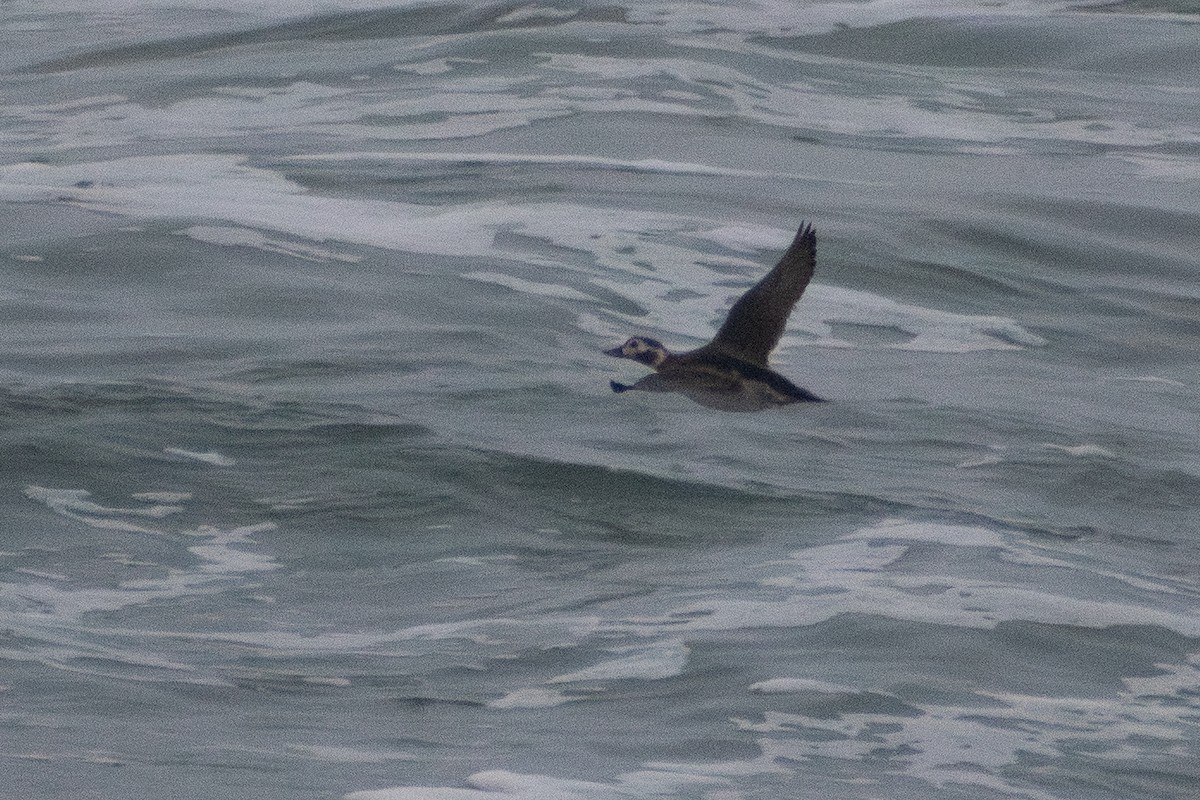 Морянка - ML647910043