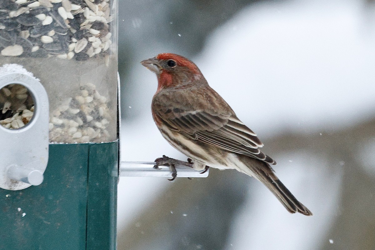 Мексиканская чечевица - ML647910046