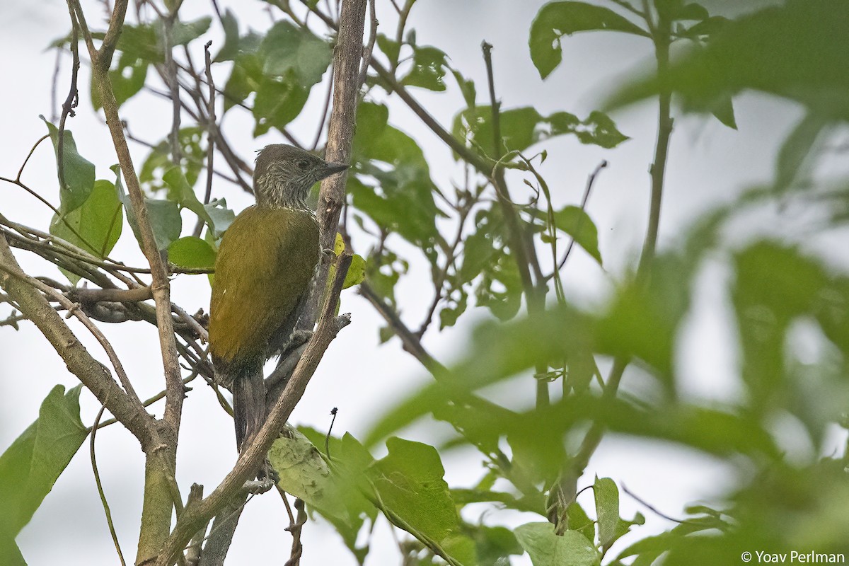 Термитниковый дятел - ML647910047