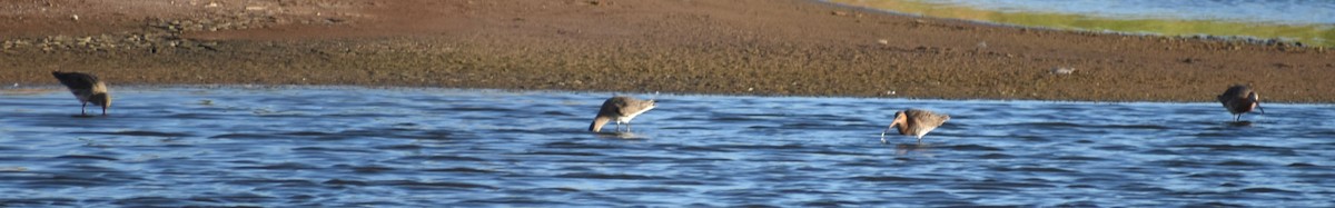 Большой веретенник - ML647910048