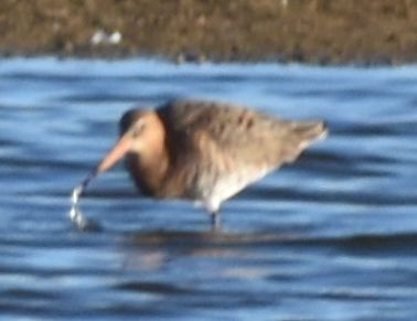 Большой веретенник - ML647910049