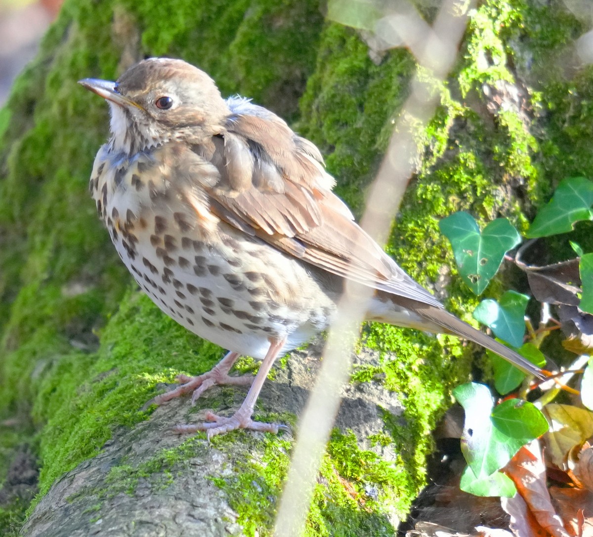 Певчий дрозд - ML647910050