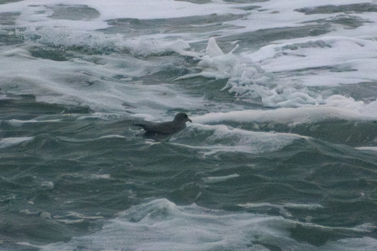 Глупыш - ML647910051