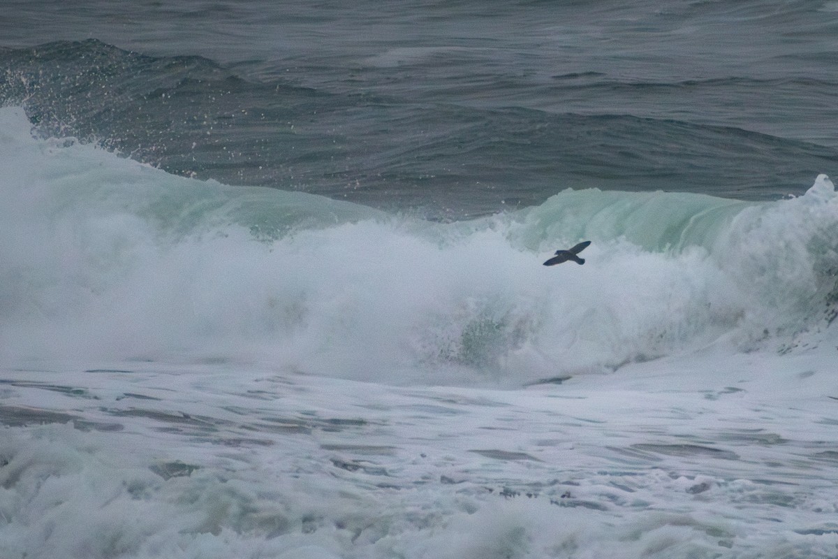 Глупыш - ML647910052