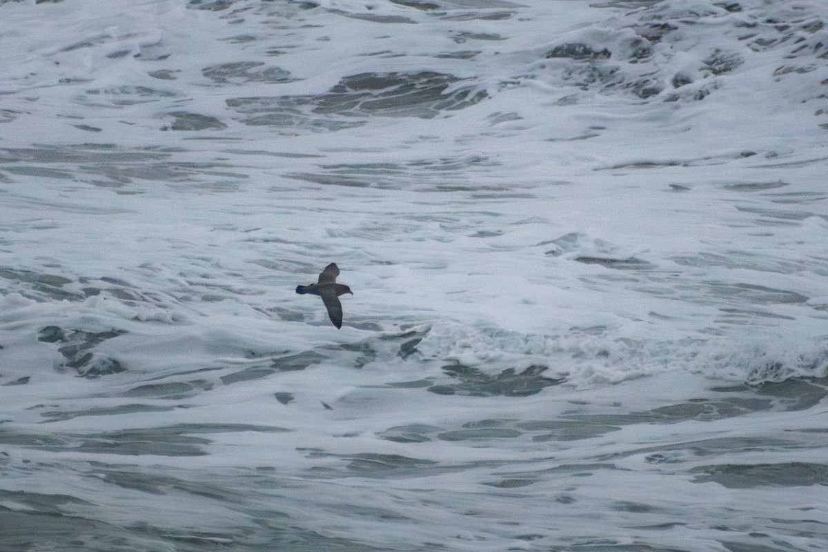 Глупыш - ML647910053