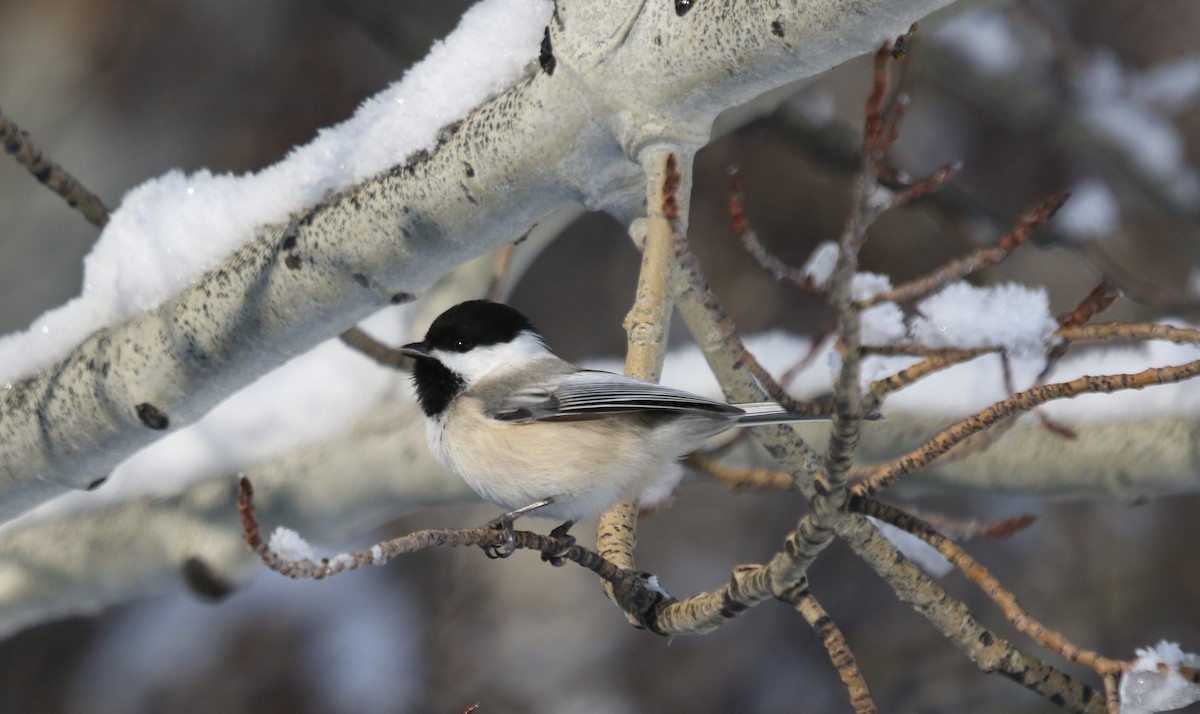 Черношапочная гаичка - ML647910054