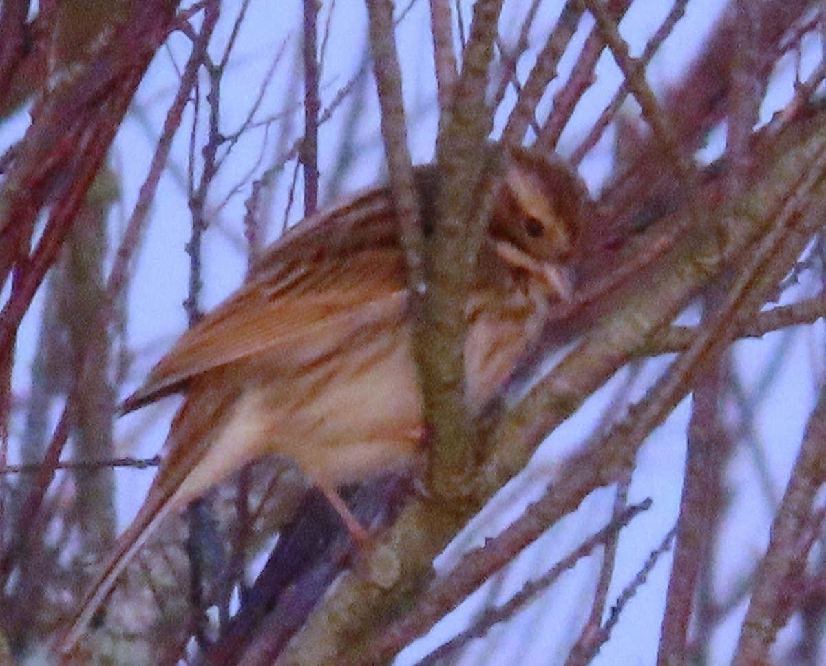 Тростниковая овсянка - ML647910055