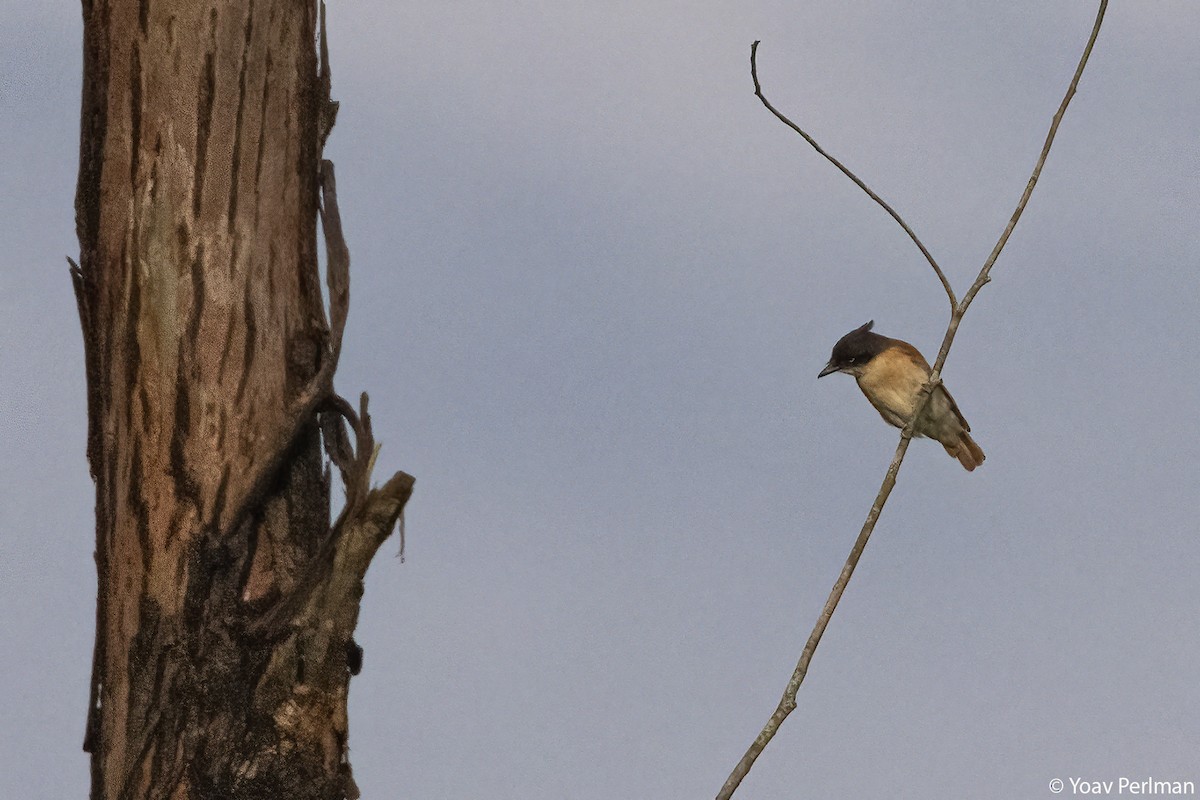 Певчая сорокопутница - ML647910056