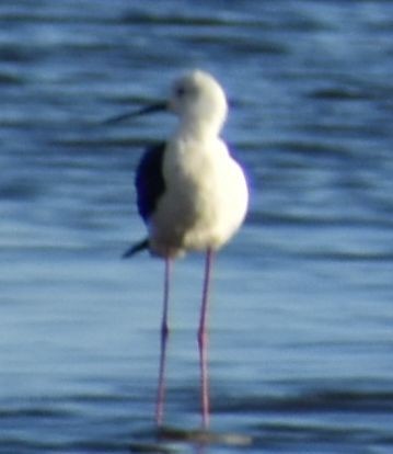 Ходулочник - ML647910061