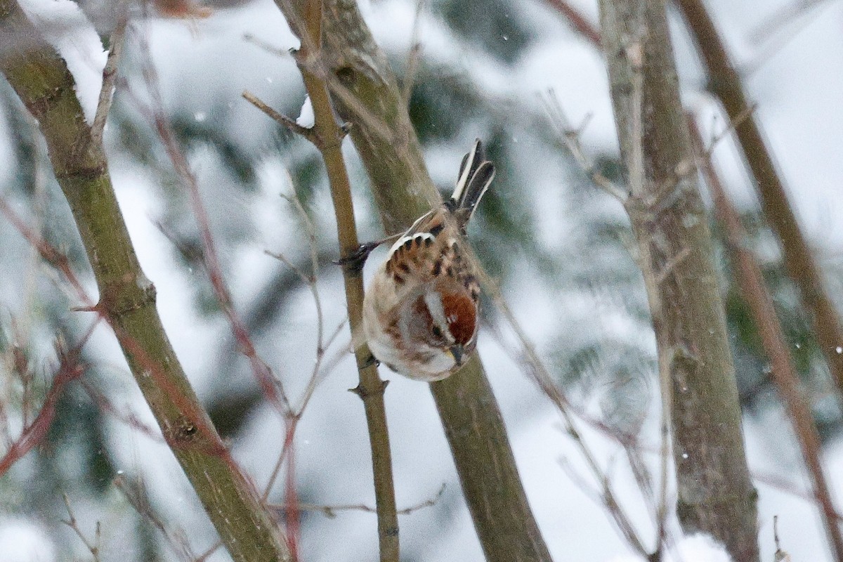 American Tree Sparrow - ML647910147