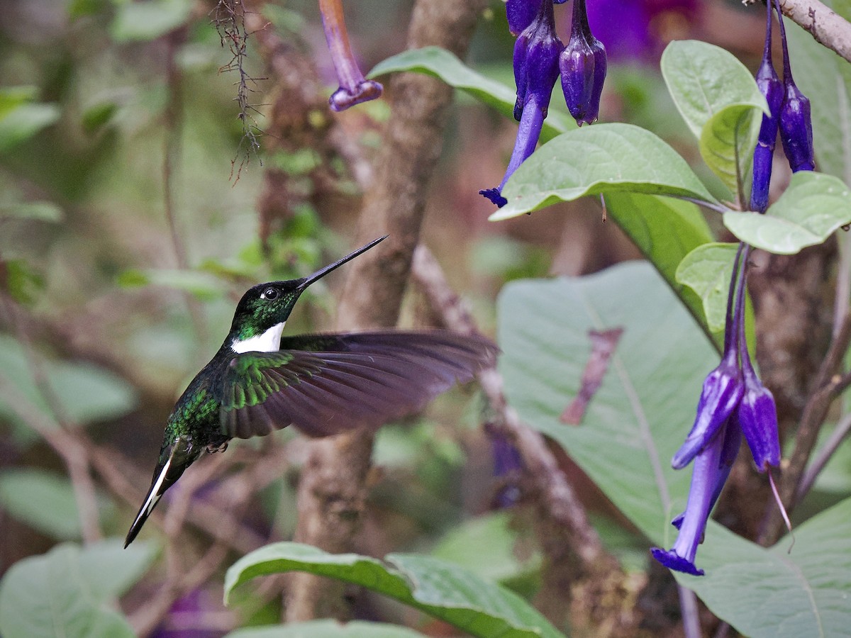 Collared Inca - ML647910246