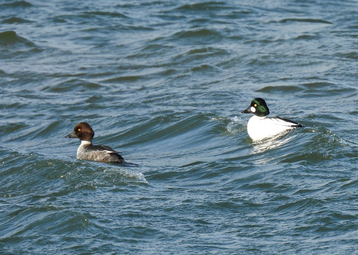Common Goldeneye - ML647910262