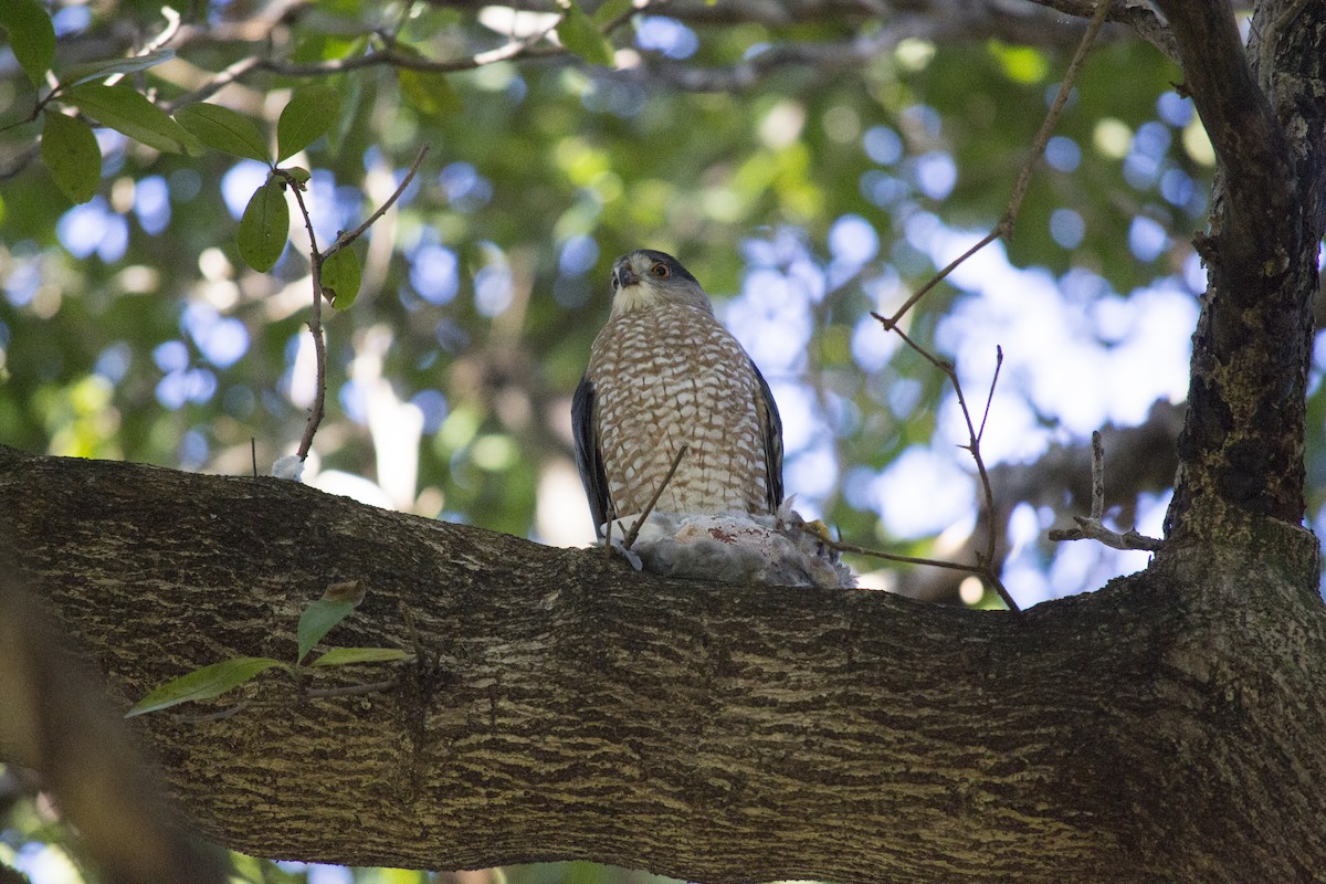 Cooper's Hawk - ML647910265