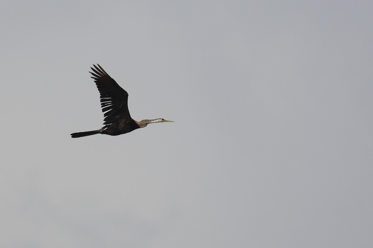Oriental Darter - ML647910267
