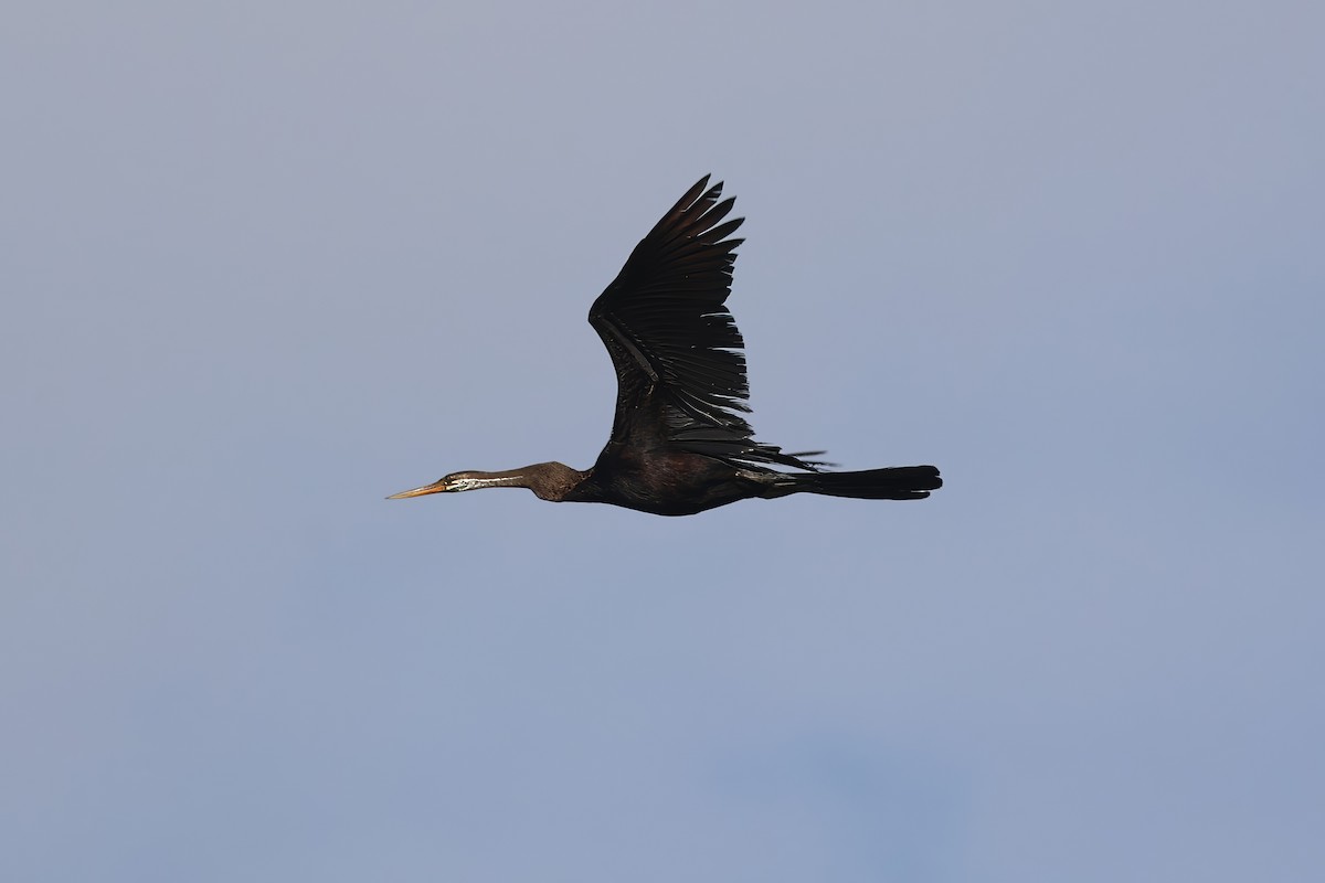 Oriental Darter - ML647910268
