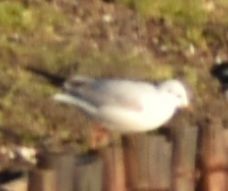 Black-headed Gull - ML647910270