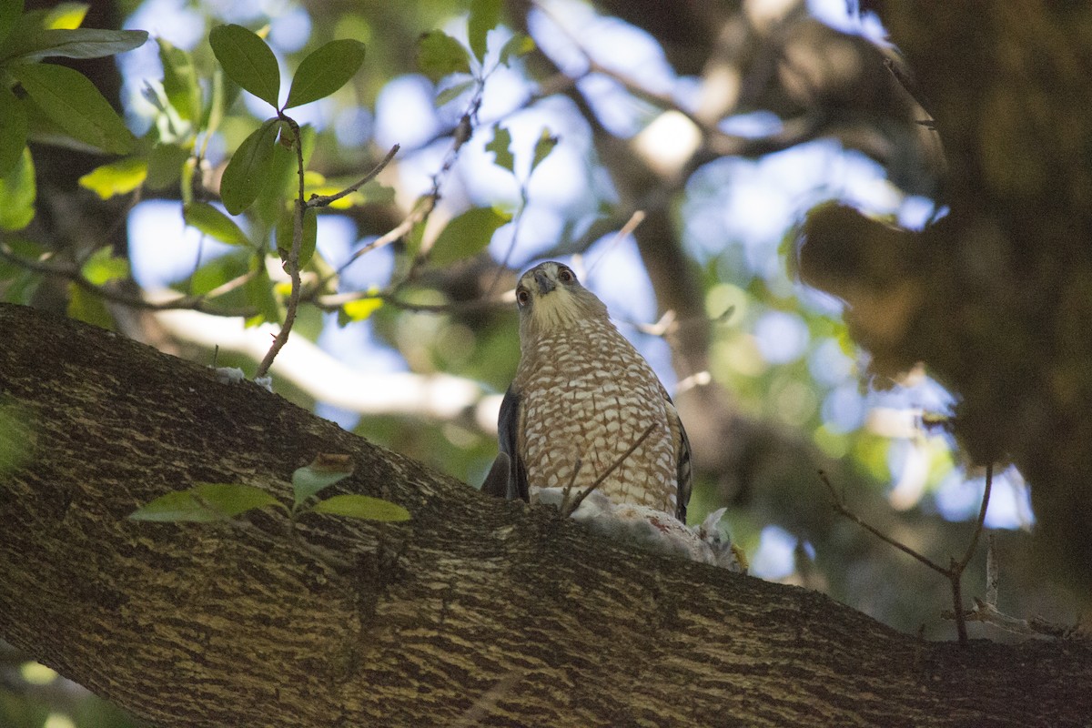 Cooper's Hawk - ML647910271