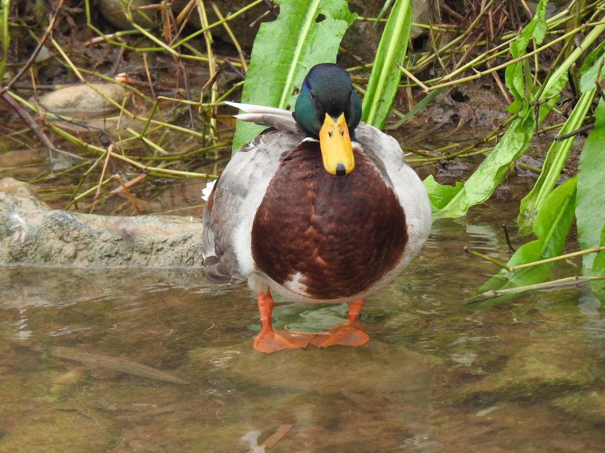 Mallard - ML647910272