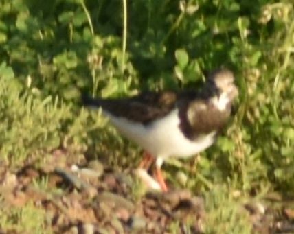 Ruddy Turnstone - ML647910274