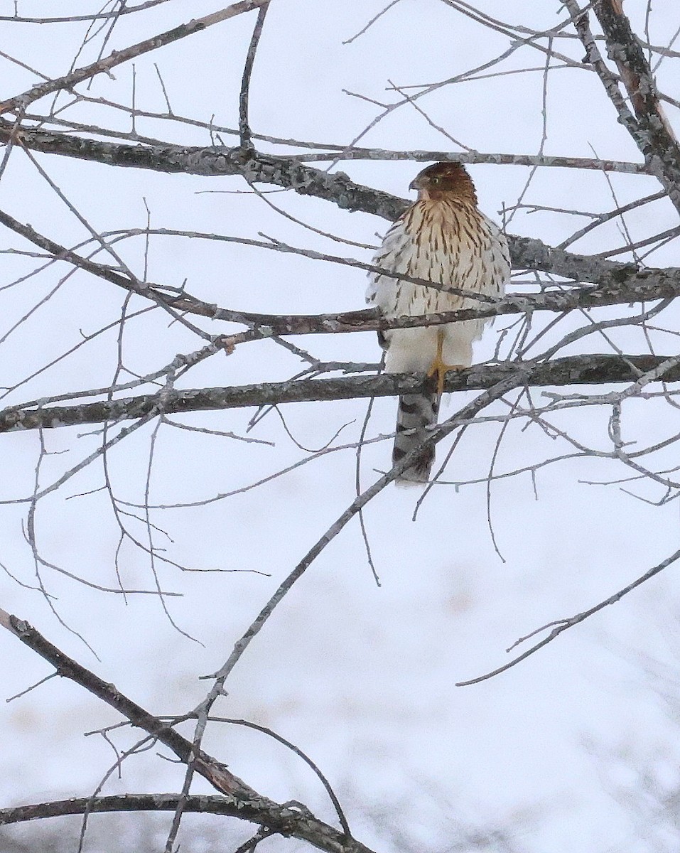 Cooper's Hawk - ML647910275