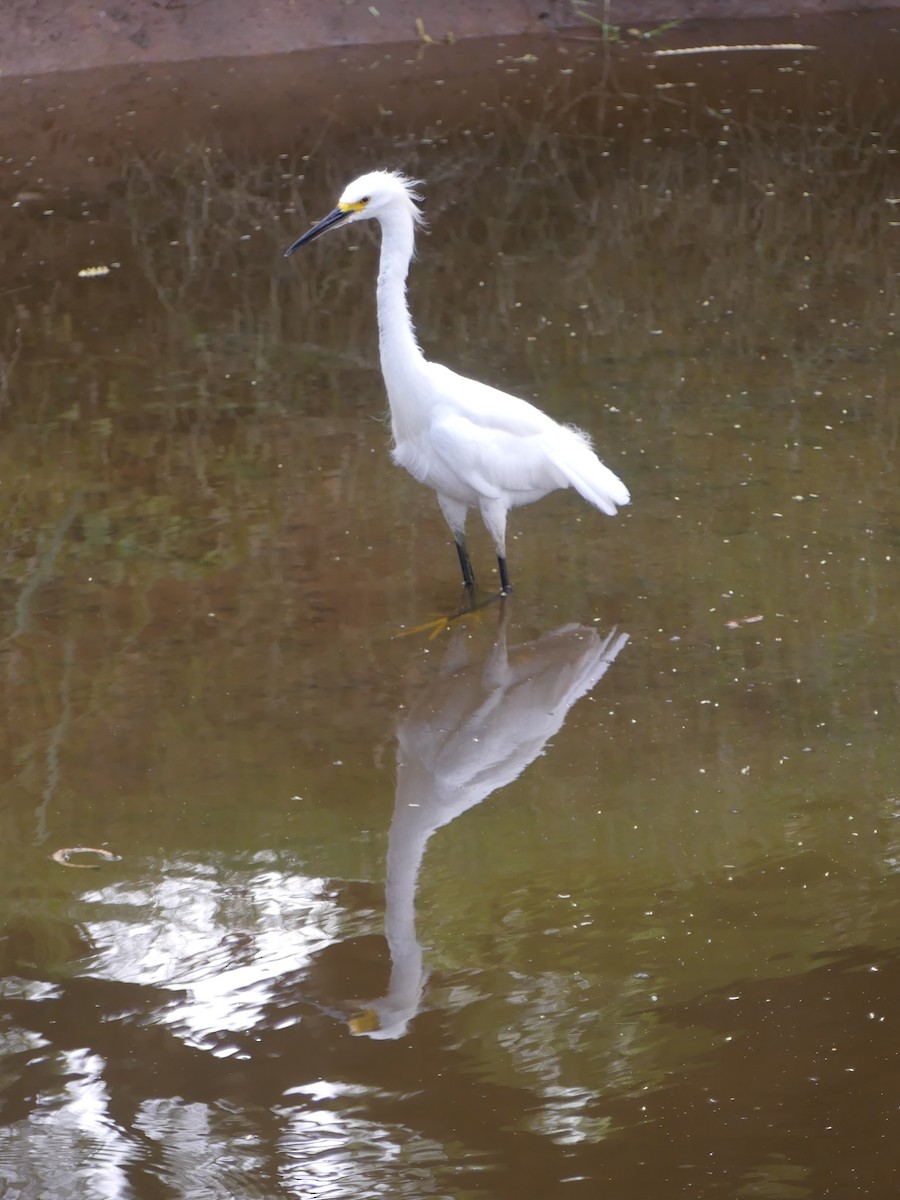 Snowy Egret - ML647910276