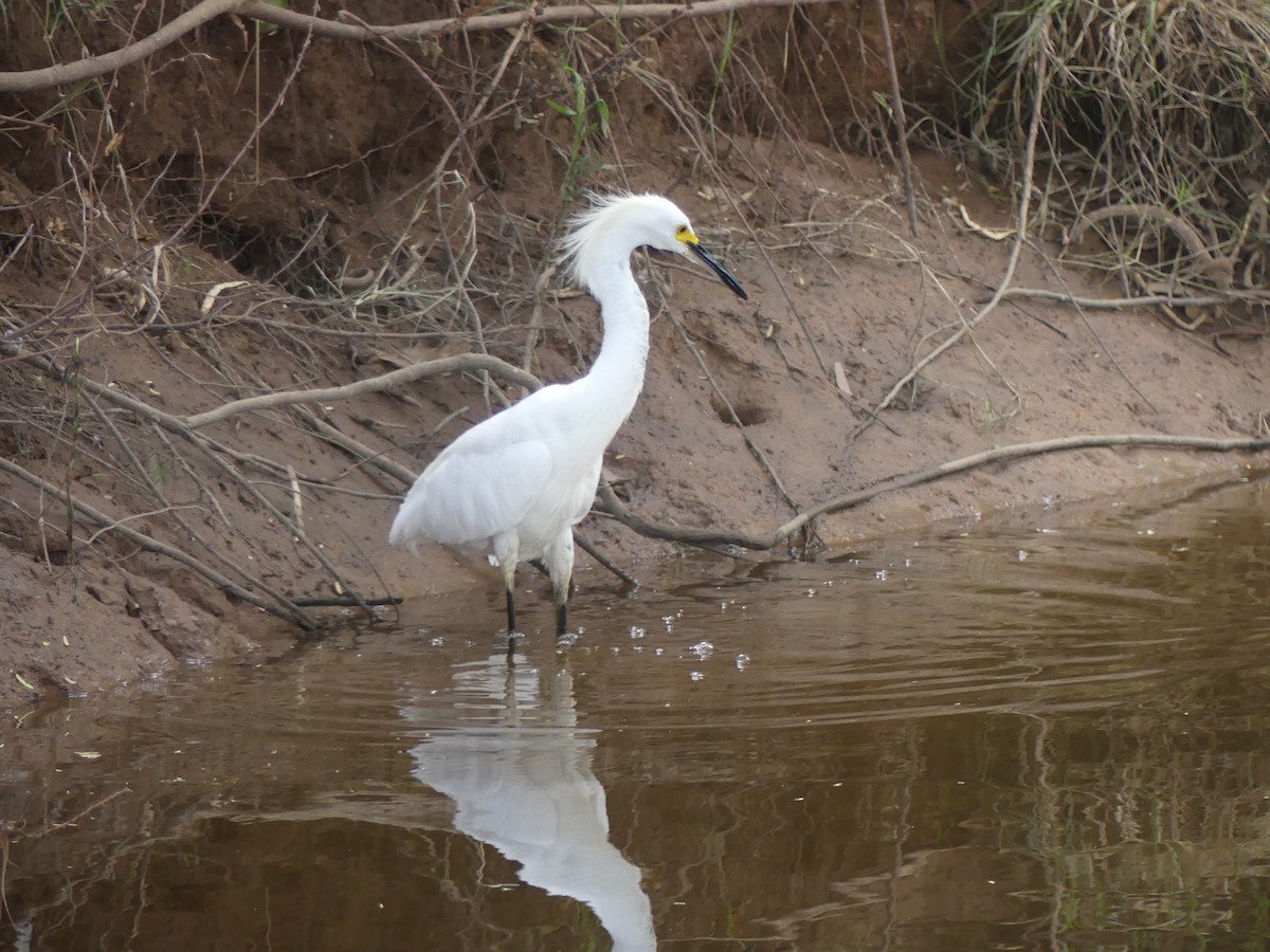 Snowy Egret - ML647910278