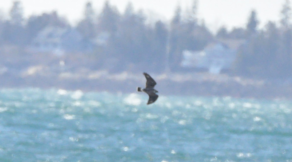 Rough-legged Hawk - ML647910280