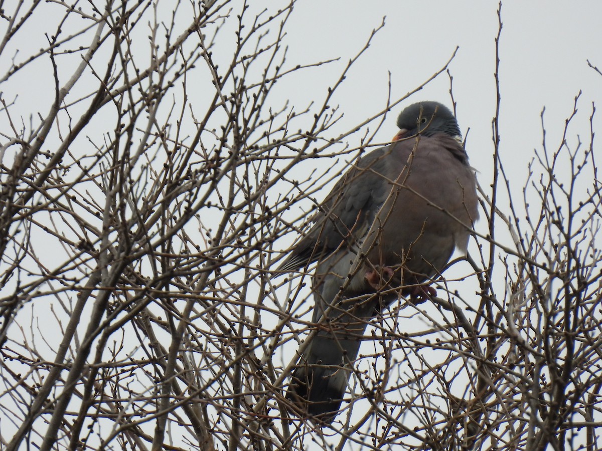 Common Wood-Pigeon - ML647910281