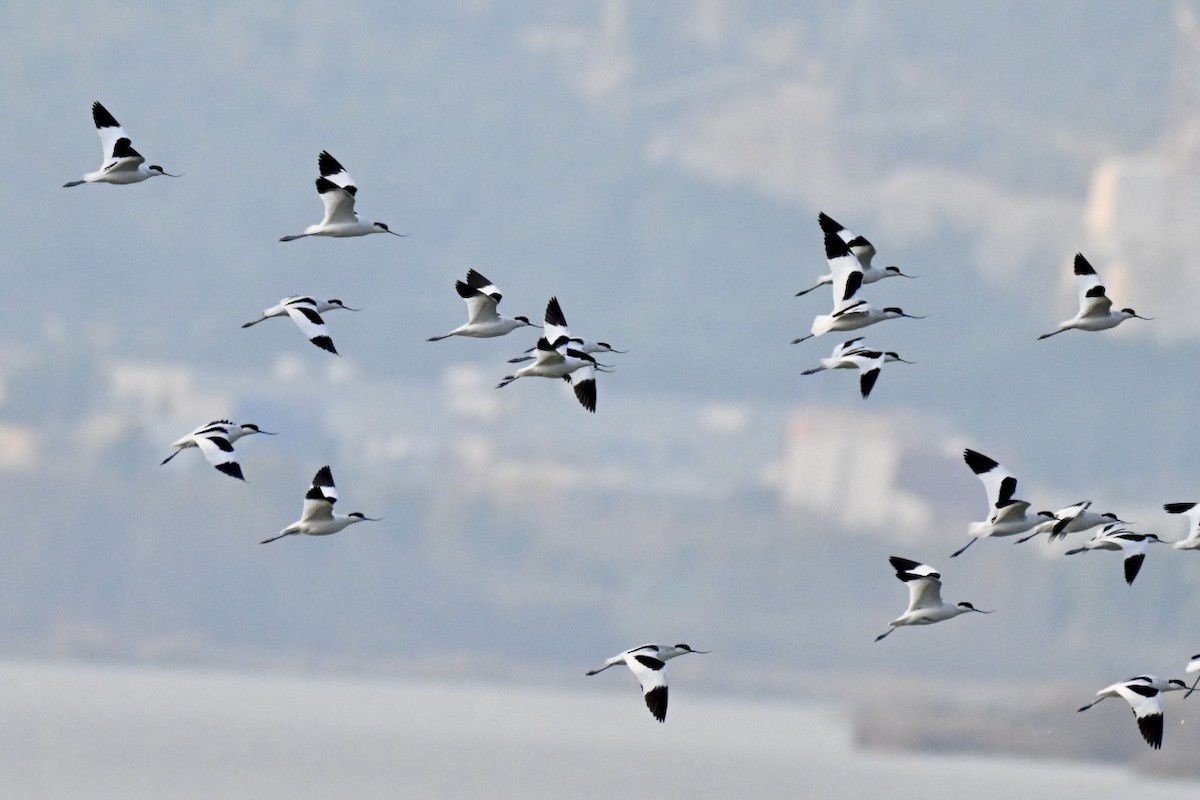 Pied Avocet - ML647910282