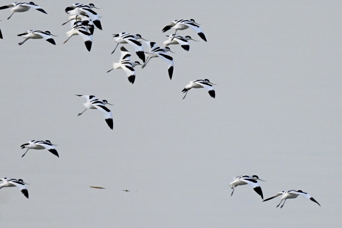 Pied Avocet - ML647910283