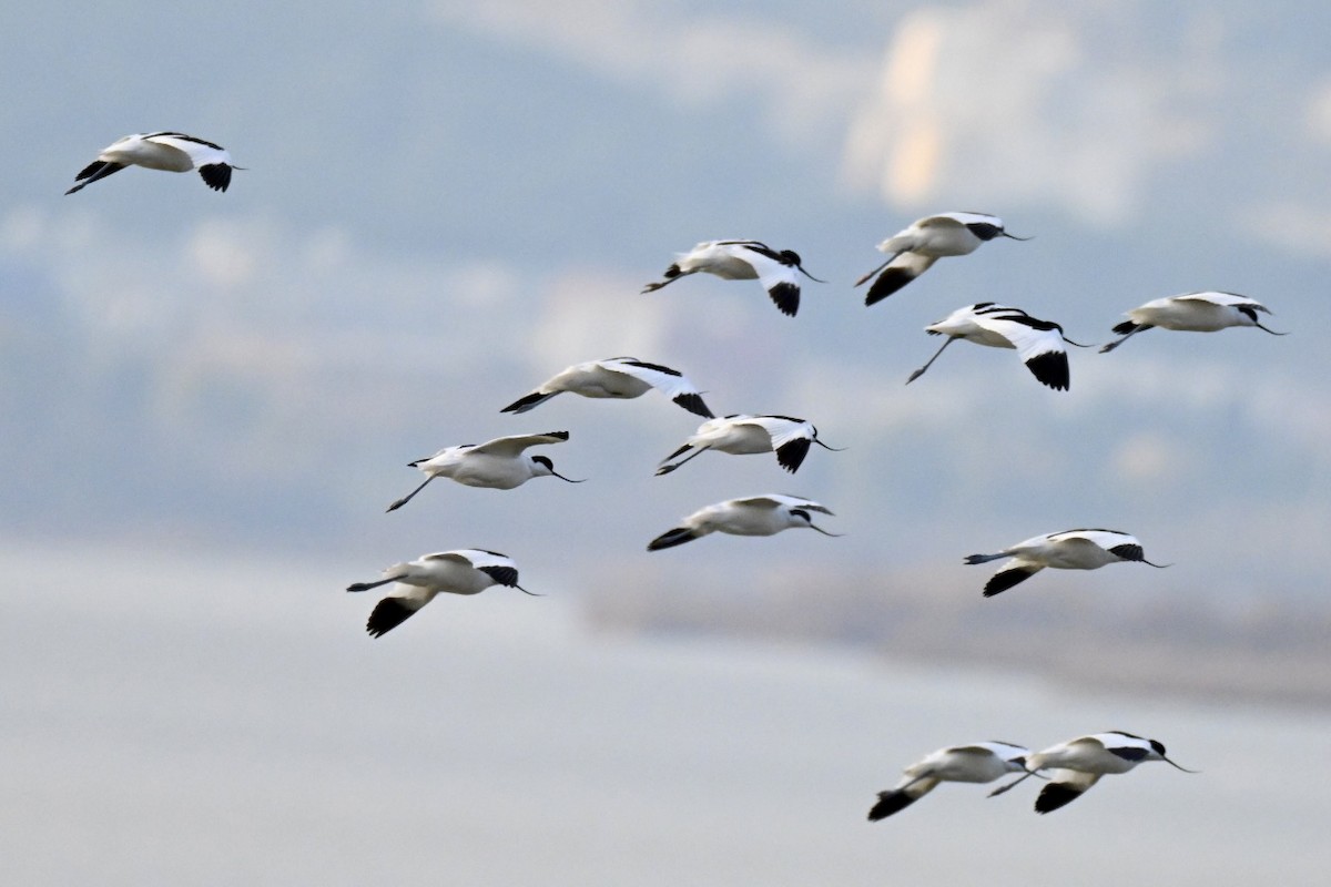 Pied Avocet - ML647910284