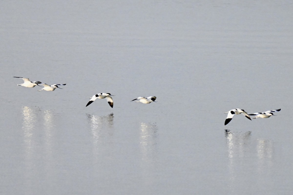 Pied Avocet - ML647910285