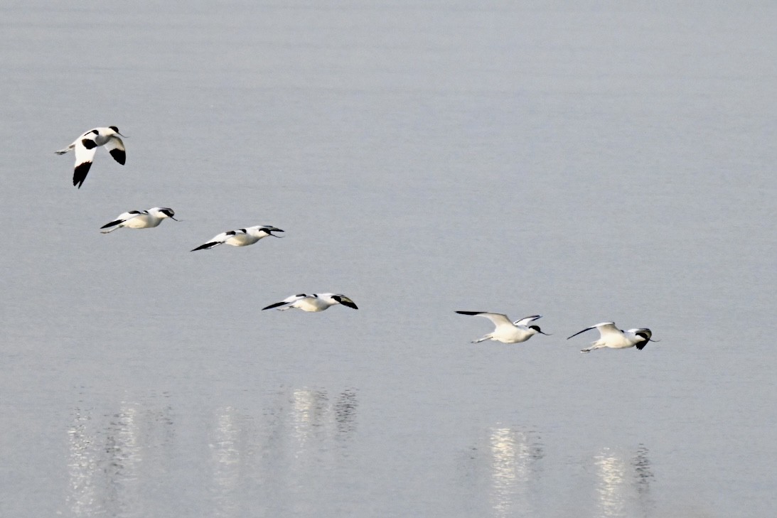 Pied Avocet - ML647910286