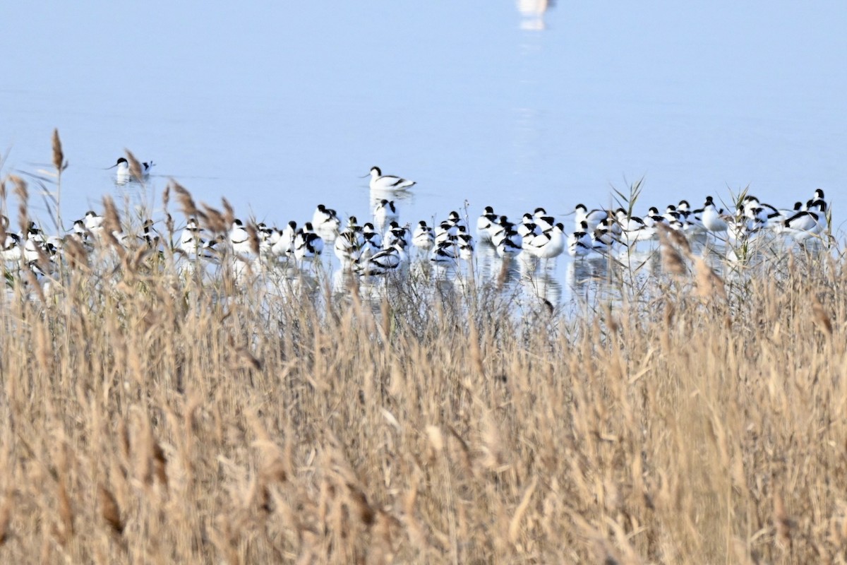 Pied Avocet - ML647910287