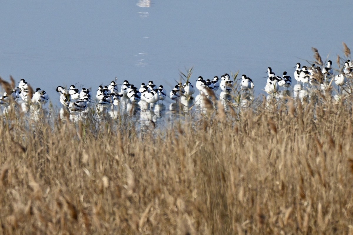 Pied Avocet - ML647910288
