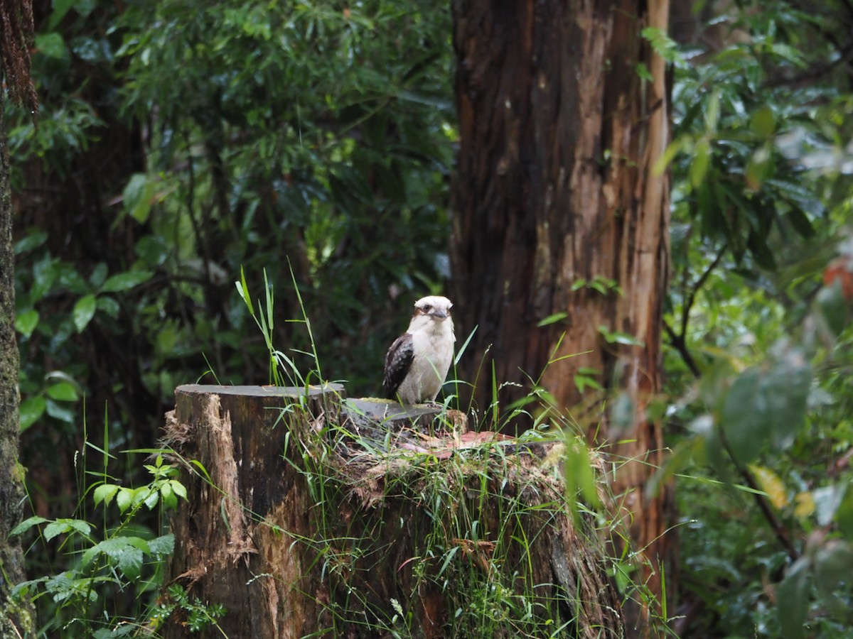 Laughing Kookaburra - ML647910289